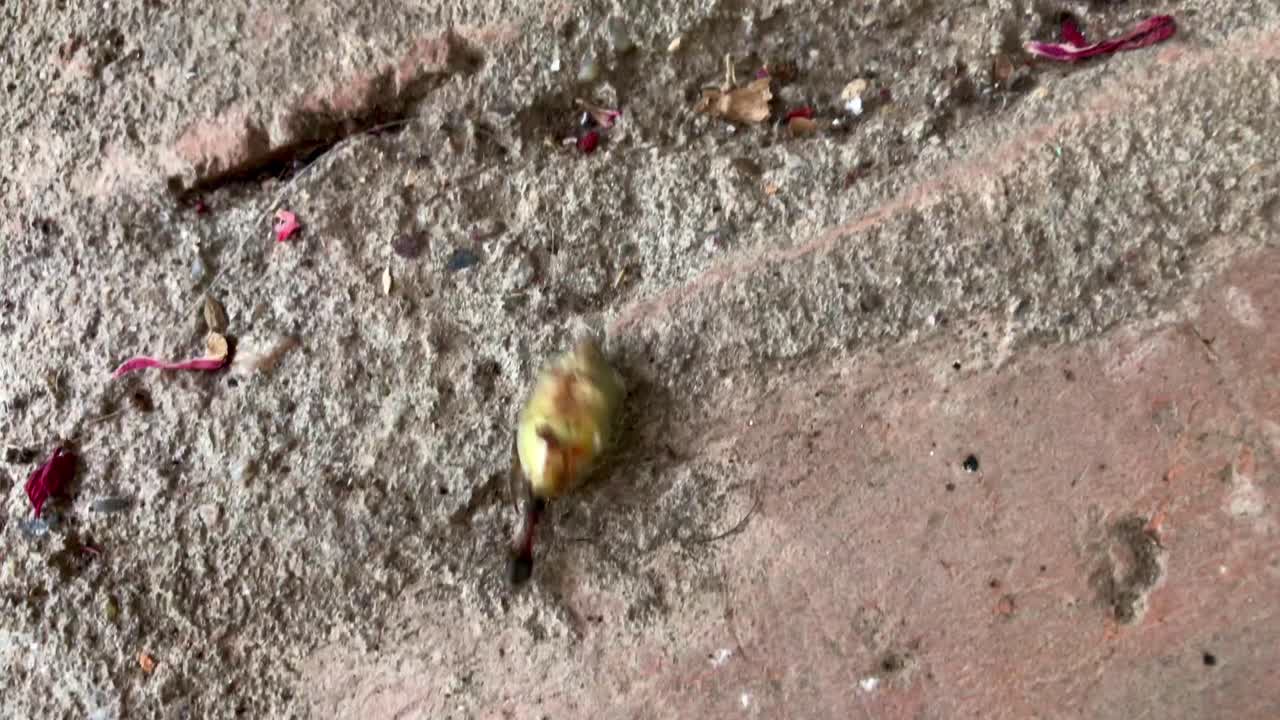 Closeup of hardworking black ant pulling dead stink bug backwards on red brick pavement in 4k