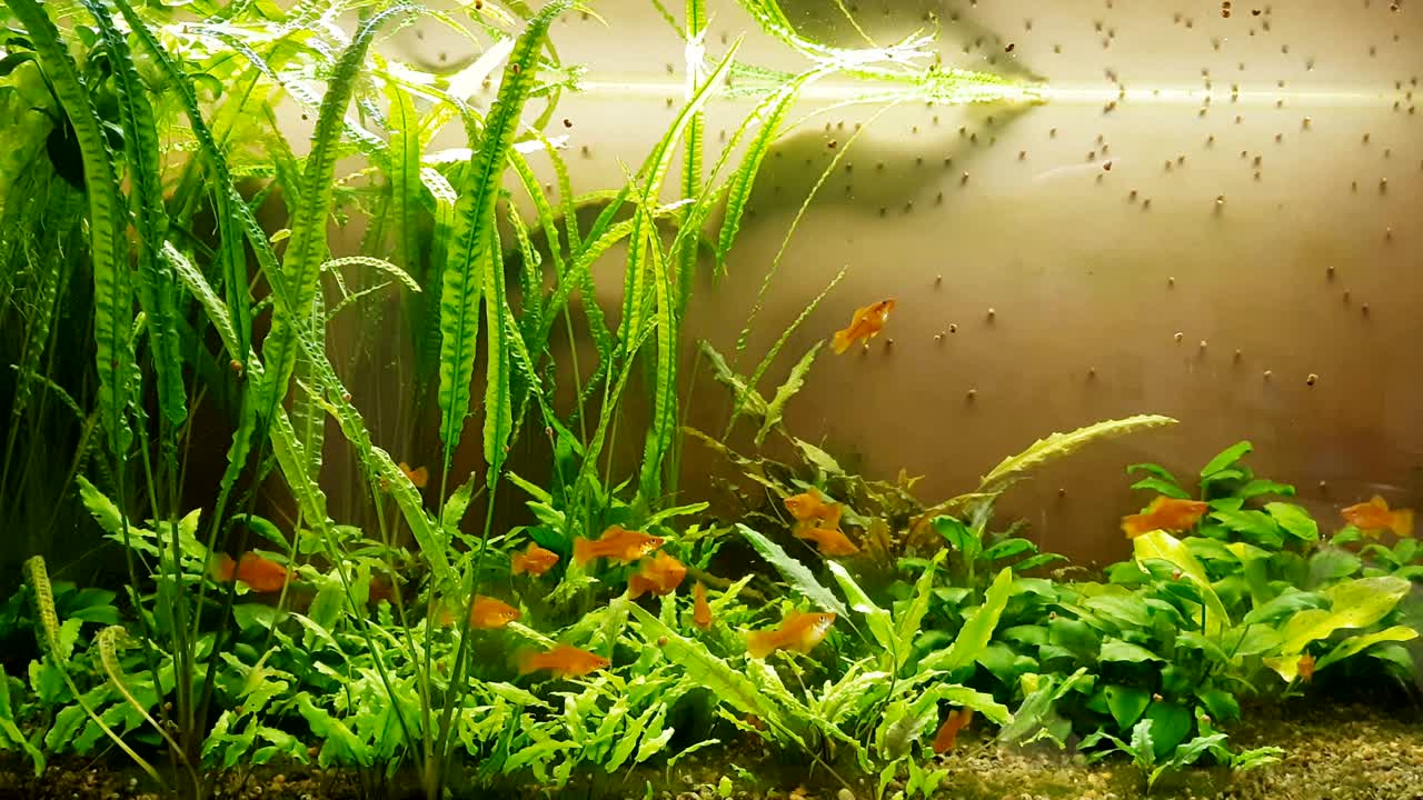 Many female red swordtail fish