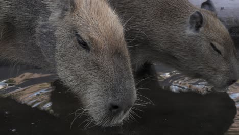 capybara or greater capybara (hydrochoerus hydrochaeris) is a giant cave rodent native to south america. it is the largest living rodent and a member of the genus hydrochoerus.