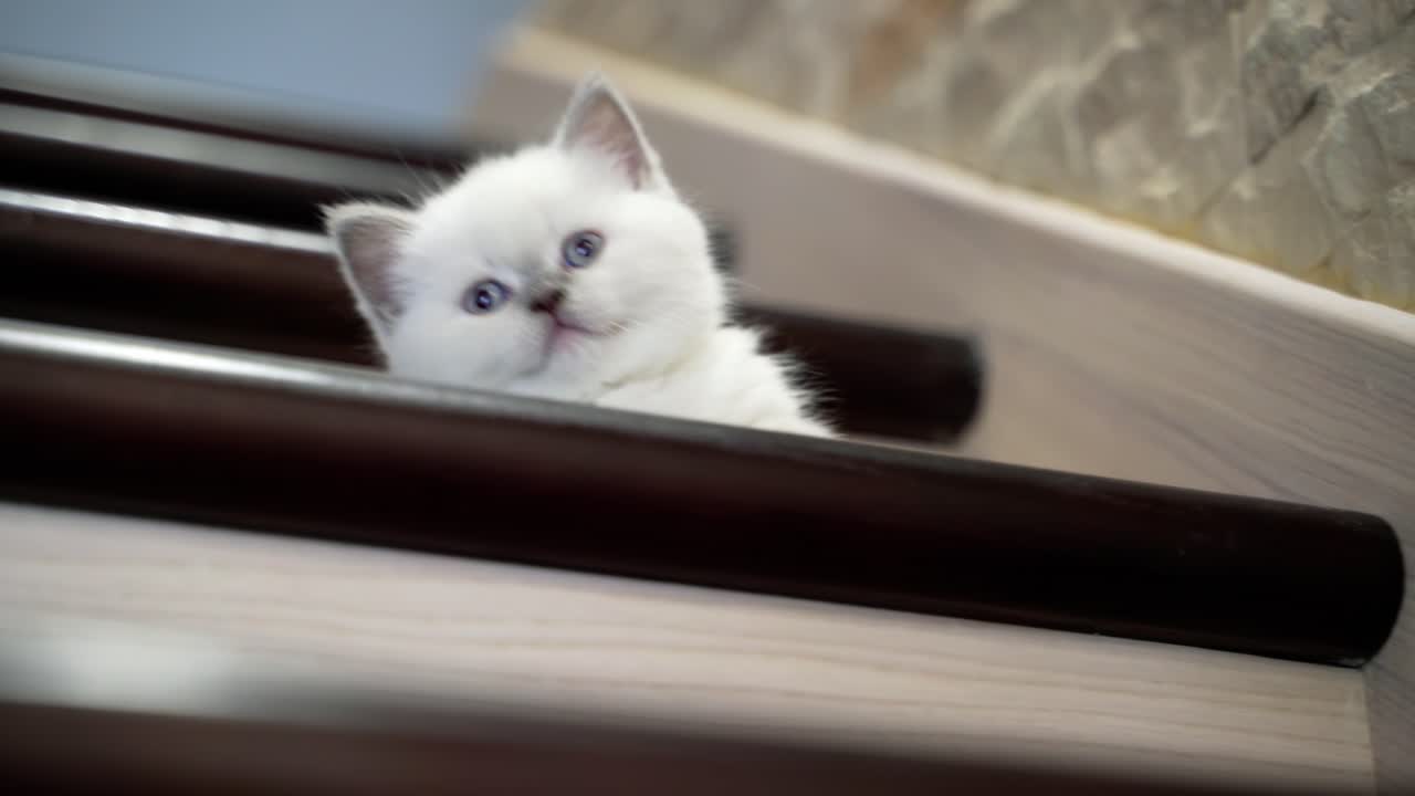 Cat sitting on the stairs. Young cat sitting on the home wooden stairs