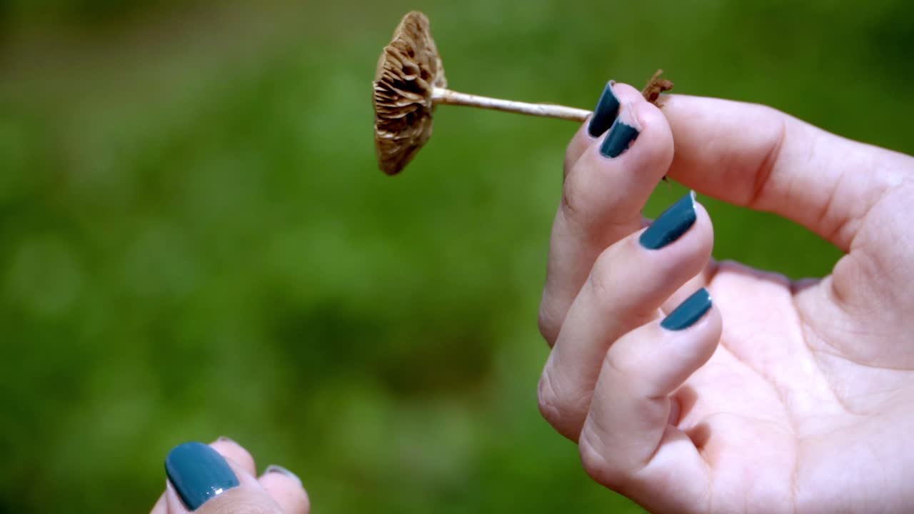 Girl holding and observing a small mushroom in slow motion just picked from the field.