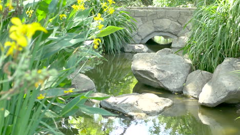 Yellow-flowes-in-sunlight-sits-on-the-bank-of-a-small-stream-that-goes-under-a-stone-bridge-through-a-botanic-garden-in-Santa-Barbara,-California