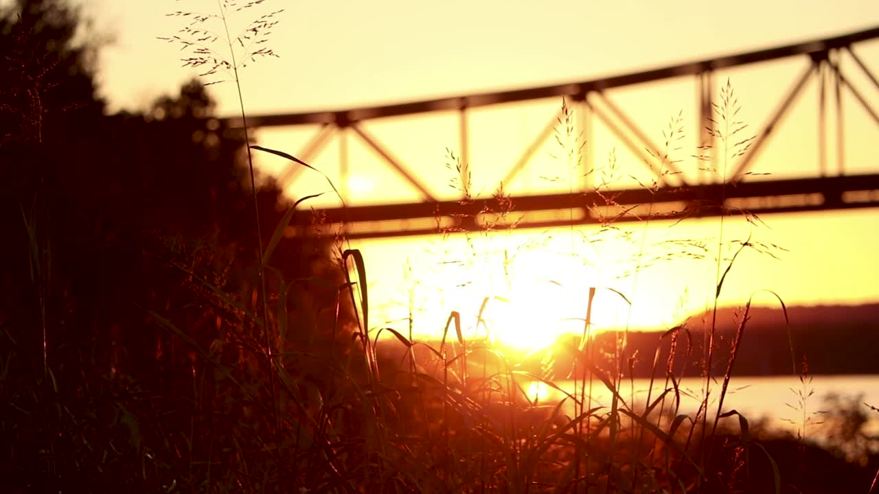 Beautifully lit plant life sways gently in breeze. Sun sets behind bridge in the distance