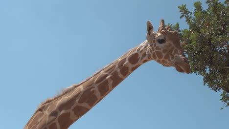 low angle view of a giraffe from the neck up, against clear a blue sky