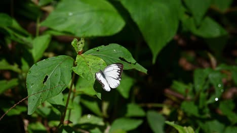 Striped-Albatross,-Appias-libythea,-Kaeng-Krachan-National-Park,-UNESCO-World-Heritage,-Thailand