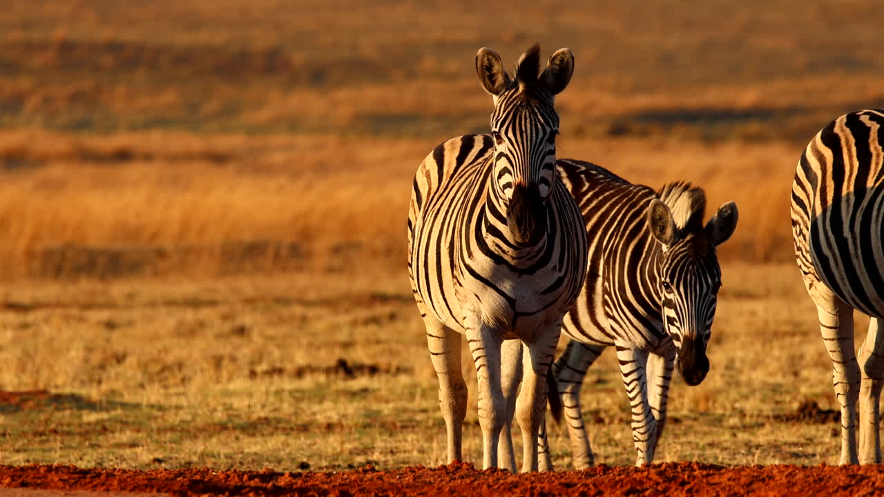 Frontal telephoto view of iconic Burchell's zebra swishing its tail at sunset