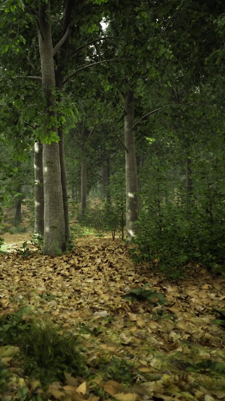 Scena boschiva con alberi e foglie cadute in un'area boscosa durante il giorno.