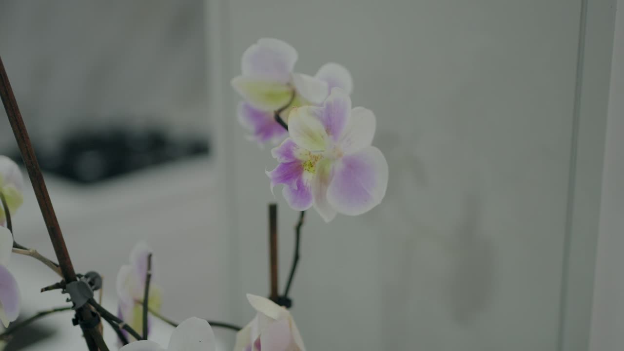 close up of elegant purple and white orchid flower