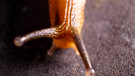 snails macro shot