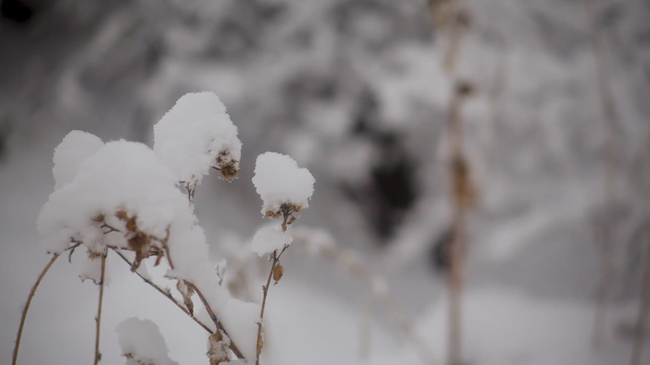 Trees and plants covered in snow in Kazakhstan
