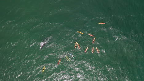 Toma-Aérea-De-4k-De-Un-Gran-Grupo-De-Personas-En-Kayak