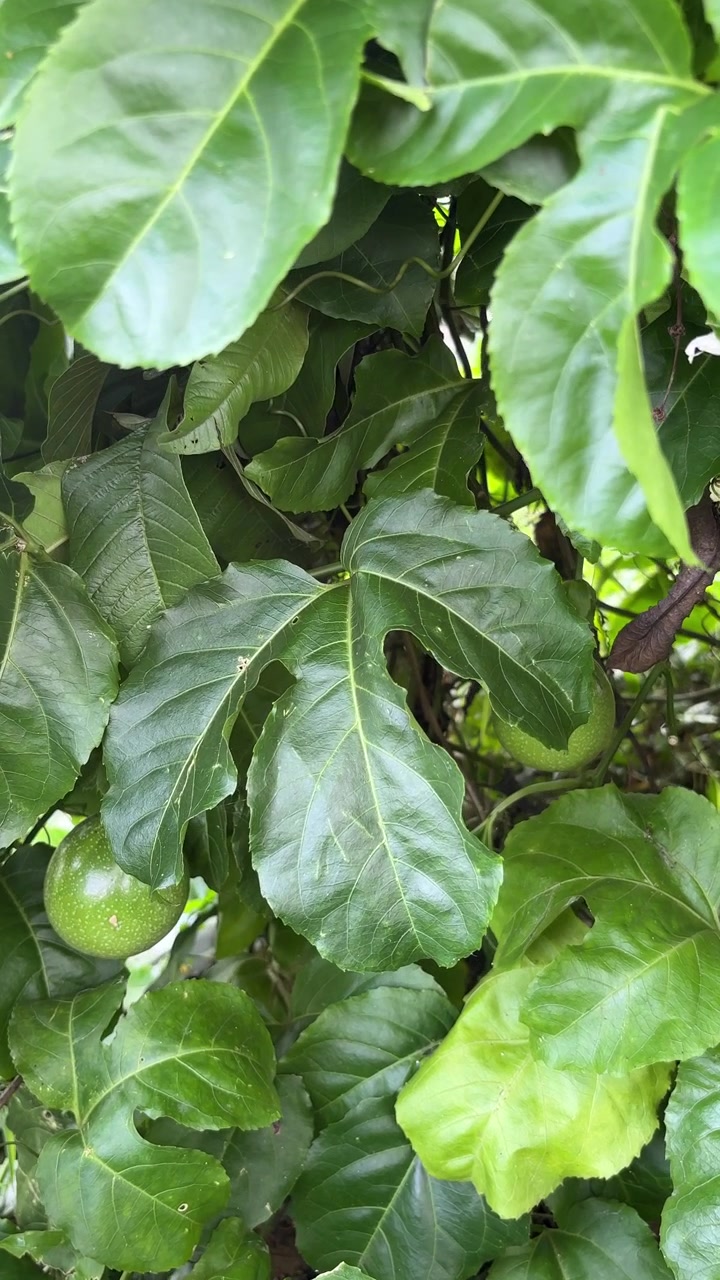 Primo piano di frutto della passione verde acerbo e foglie rigogliose