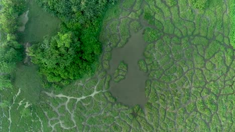 humedal verde thalangama en sri lanka