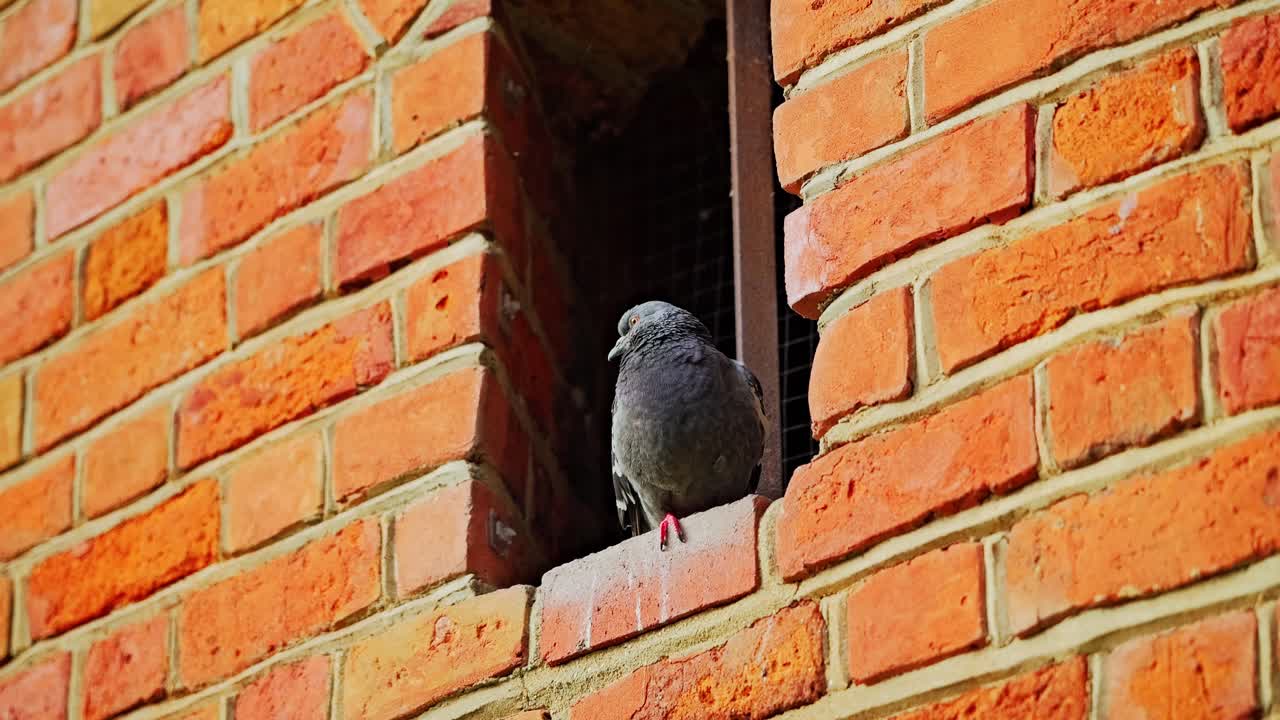 Cinematic slow motion of pigeon on brick wall glowing in warm morning sunlight