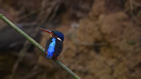 martín pescador de orejas azules, alcedo meninting, tailandia