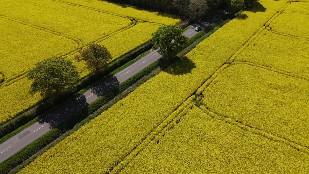 imágenes aéreas que miran sobre el campo de lincolnshire con vistas a través de campos de colza de semilla de aceite o cultivo de aceite de colza
