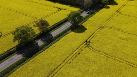 aerial footage looking over the lincolnshire countryside with views across fields of oil seed rape or rape oil crop