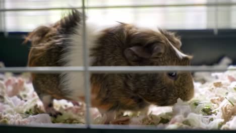 A Curious Guinea Pig Exploring Its Cozy Cage Surrounded by Soft Bedding and Colorful Shredded Paper in a Bright Environment