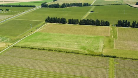 Drone-aerial-of-vineyard-vines-in-rows