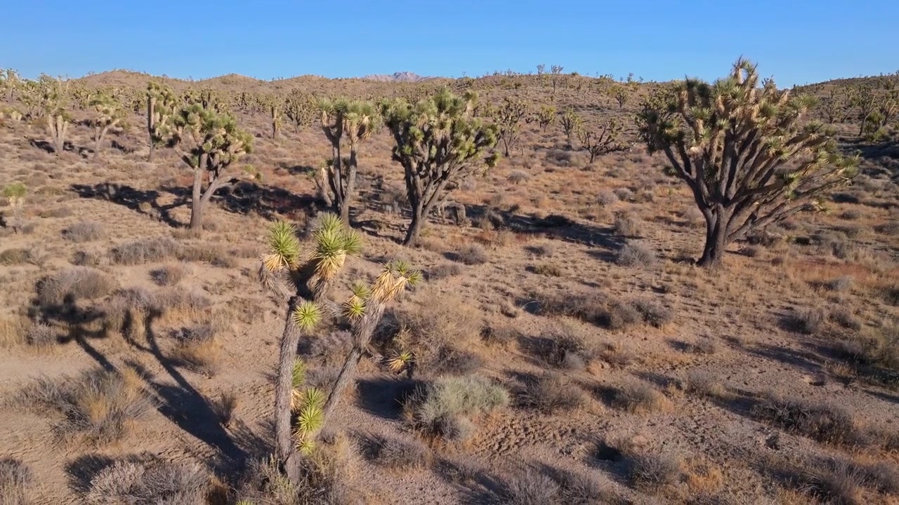 Alberi di Yucca Parco Nazionale Joshua Tree California drone aereo Contea di San Fernando paesaggio desertico del Mojave Colorado Dune di Kelso Pinto Basin cielo blu pomeriggio soleggiato movimento di panoramica verso il basso e verso l'alto.