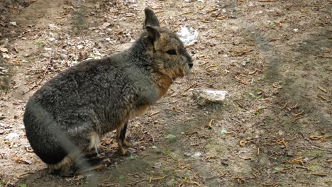 Side-View-Portrait-Of-Short-Eared-Bunny-Standing-On-Hind-Legs-Viewed-Through-Wired-Fence-In-Animal-Park