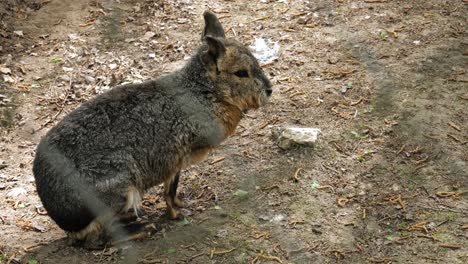 vista lateral retrato de un conejo de orejas cortas de pie en las patas traseras visto a través de una valla de alambre en un parque animal