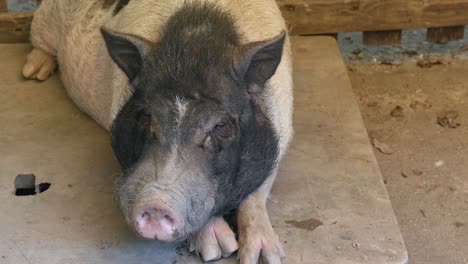 Schwein-Auf-Dem-Bauernhof