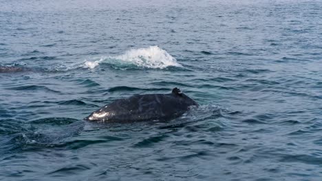 two large humpback whale come up to breath and dive back down again with iconic tails