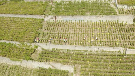 aerial orbiting people harvesting grapes in lavaux vineyard - switzerland