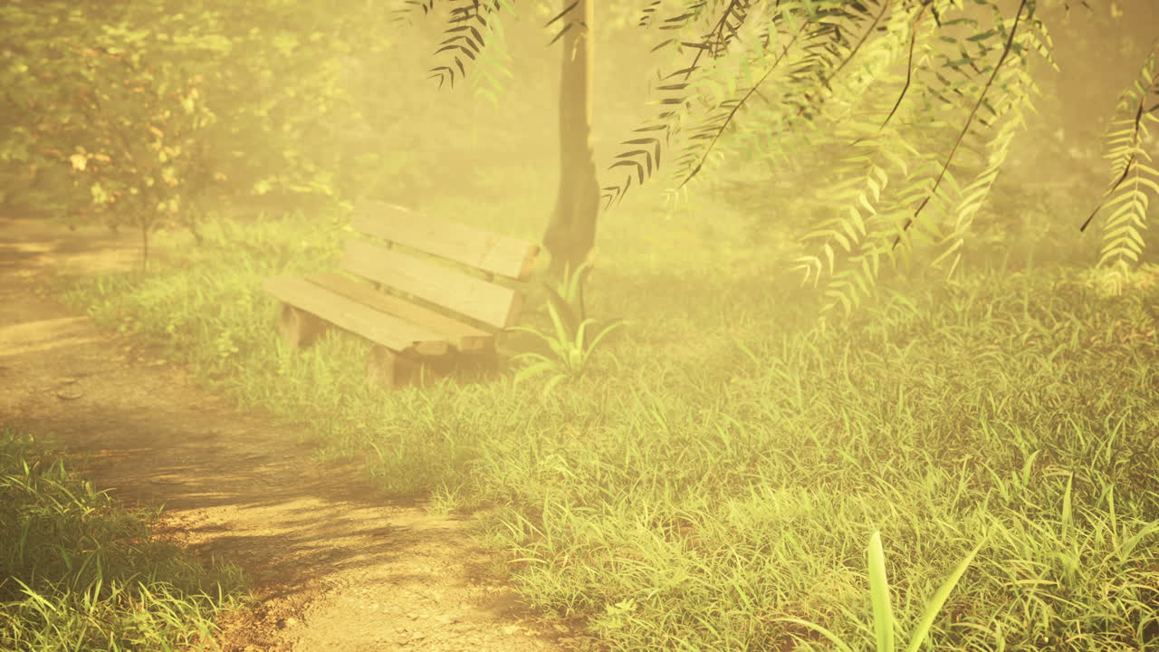 banco de madera en la naturaleza por el árbol