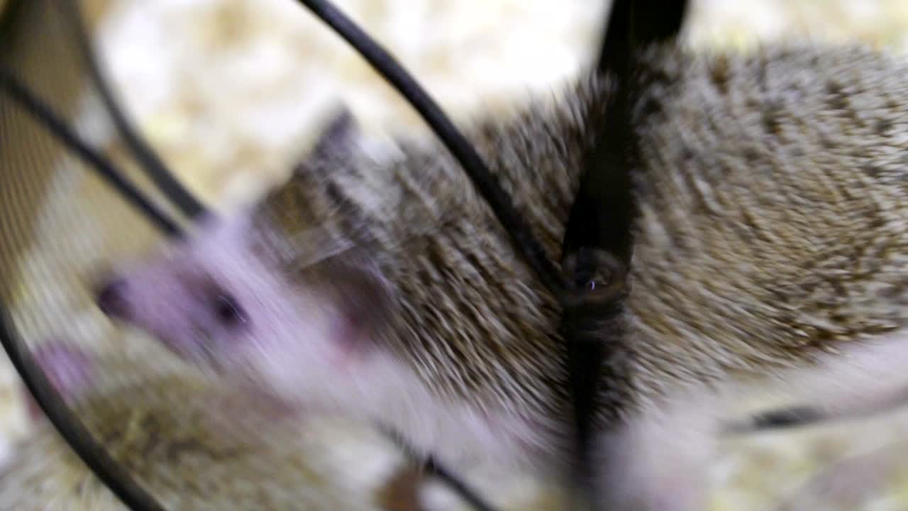 concepto de hombre de negocios correr, trabajo duro en la oficina, raza, estrés, adicto al trabajo. erizo en la rueda como ardilla en la rueda