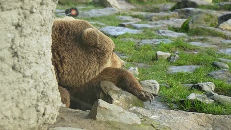 cabeza de oso pardo descansando, durmiendo en el parque de animales detrás de la pared de piedra disparado de cerca