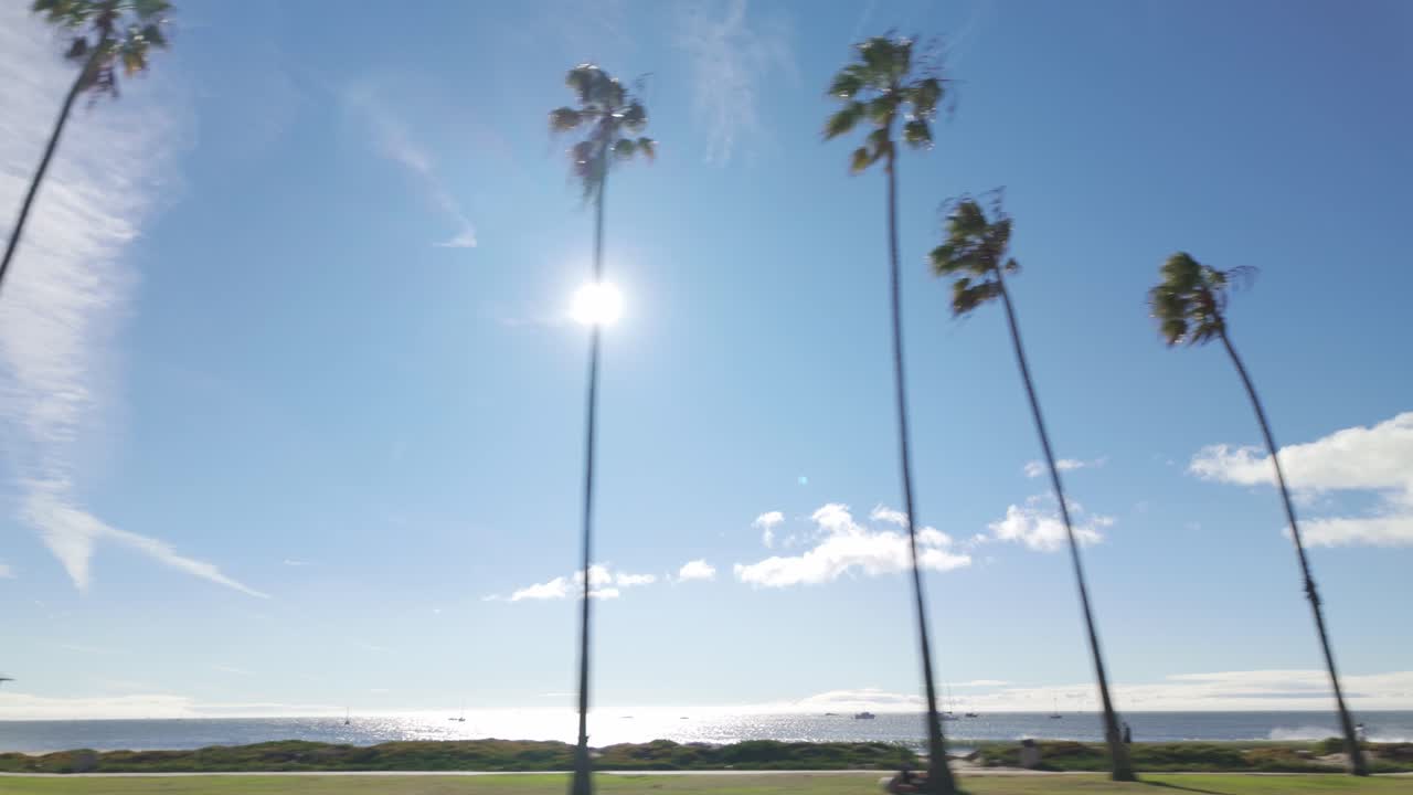 Gimbal wide moving shot of palm trees along East Beach on a sunny day in Santa Barbara, California. 4K
