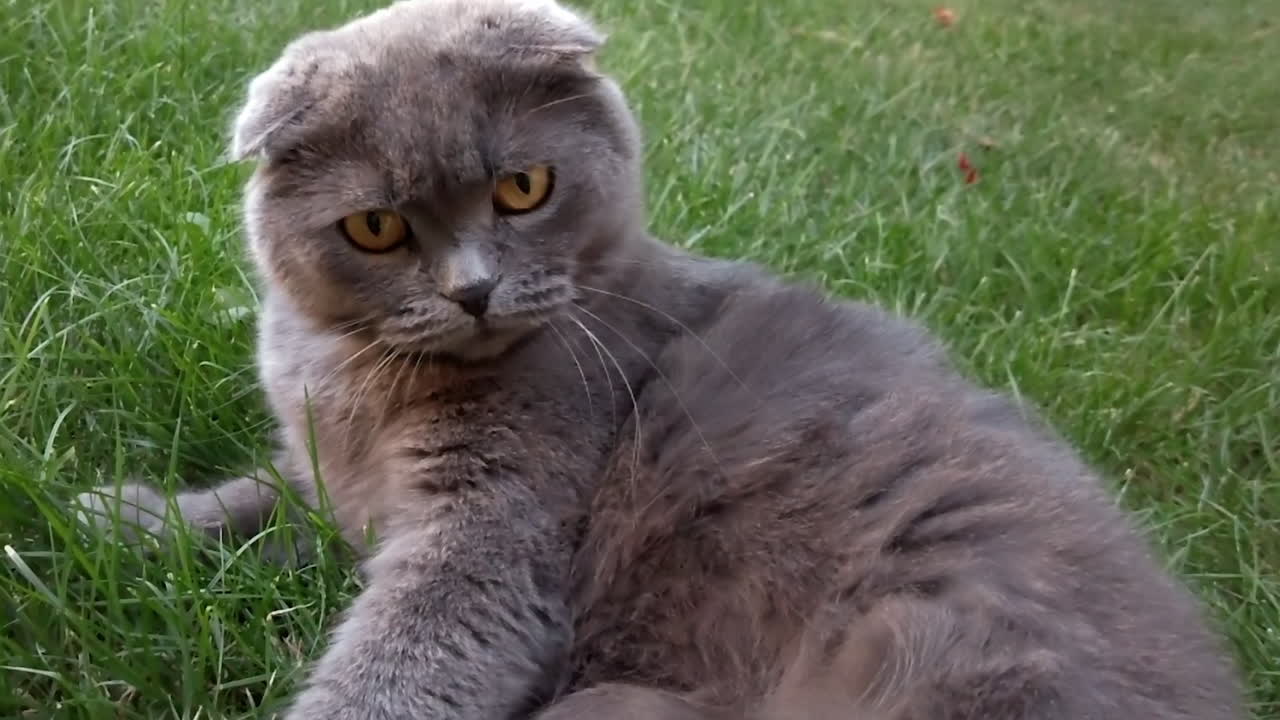 Gatto Scottish Fold dagli occhi arancioni che sbadiglia e si riposa sull'erba in un giardino