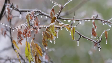 leaves and branches of the tree froze during the first morning frost in late autumn.