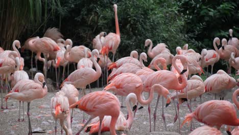 Bright flamingos stand in a group against the back 4k 2025 07 22 08 57 09 utc.mov | african, animal, animals, avian