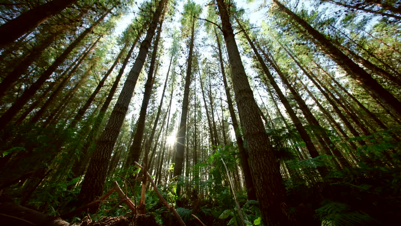Foresta di pini della Nuova Zelanda - alberi maturi - in costante movimento.