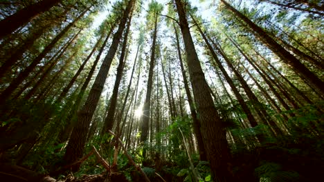 new zealand pine forest - mature trees - steadily moving