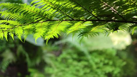 lush green ferns with sunlight dappling through leaves