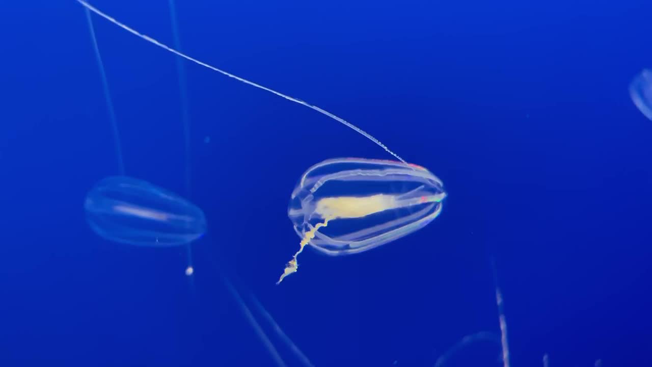 medusas de grosella espinosa de mar bajo el agua mostrando su colorida luz bioluminiscente