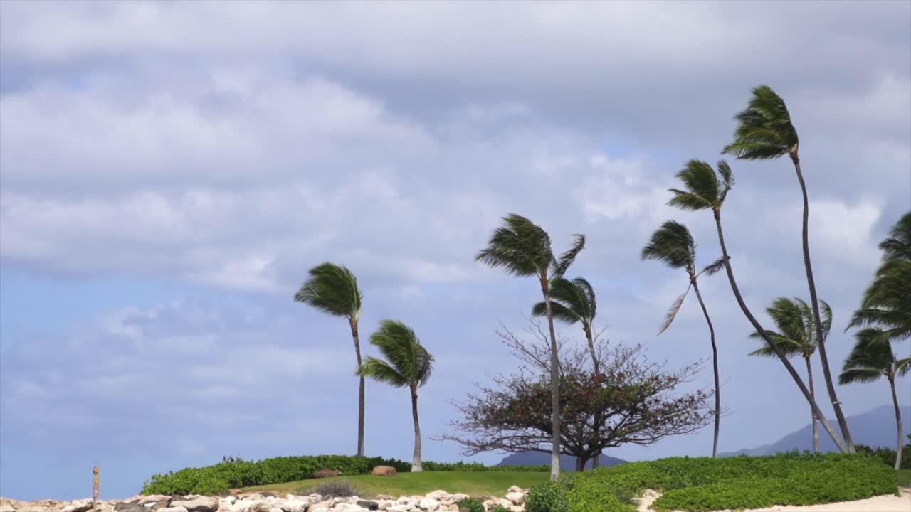 Palm trees blowing in the wind off the coast of Oahu, Hawaii