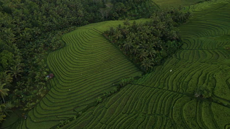 vista panorámica de los campos de arroz en terrazas verdes en bali, indonesia