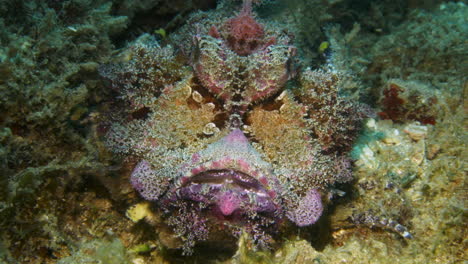 increíble colorido arrecife stonefish completamente camuflado con el fondo del arrecife y permanecer quieto mientras respira