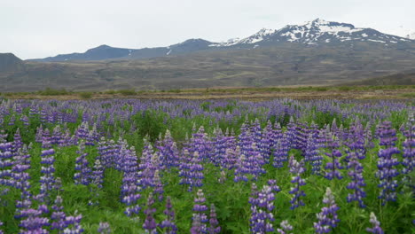 a huge natural field of blue lupine in front of the peaks of mountains covered with snow