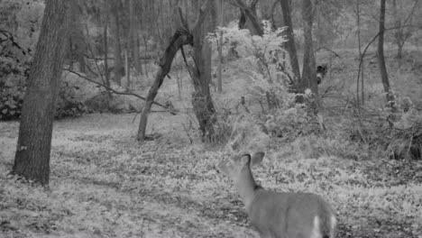 whitetail deer doe grazing on clover and stopping to sniff the air in the woods in early evening