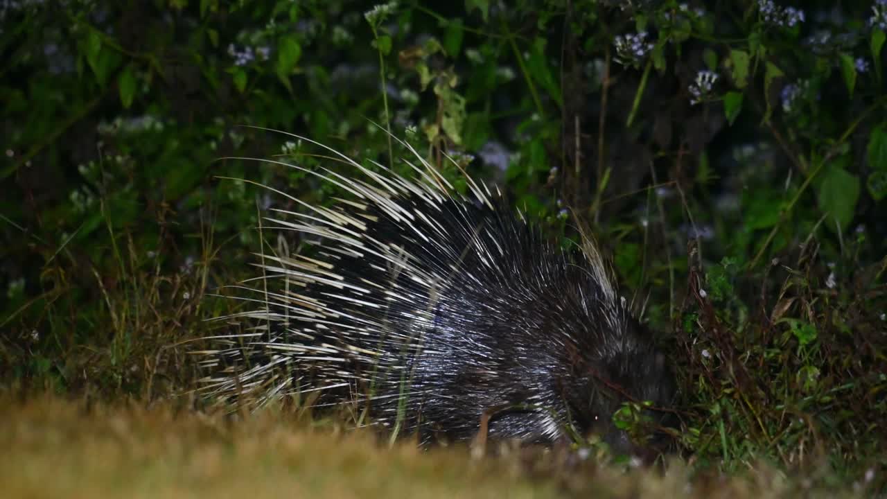 malayan porcupine, hystrix brachyura, kaeng krachan 국립 공원, 태국, 4k 영상