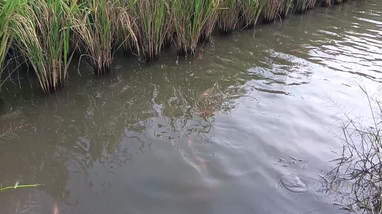 천천히 움직이는 물고기들이 에서 헤엄치고 있습니다.