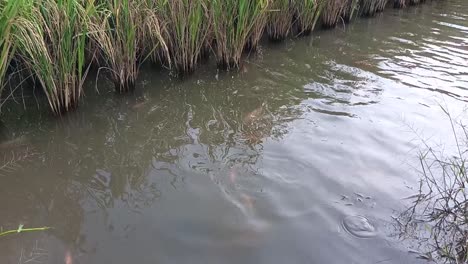 Peces-En-Cámara-Lenta-Nadan-En-Los-Arrozales