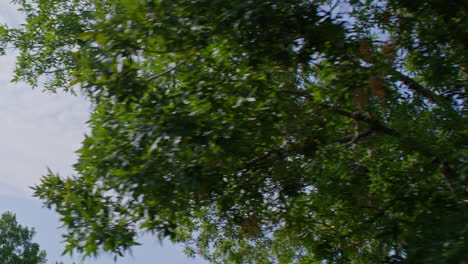 Tracking shot of sunshine peeking through tree branches