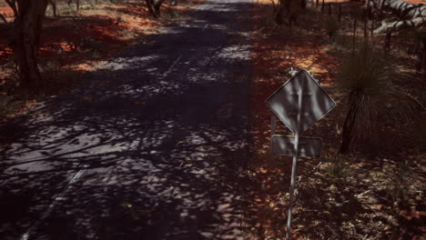 outback road with dry grass and trees